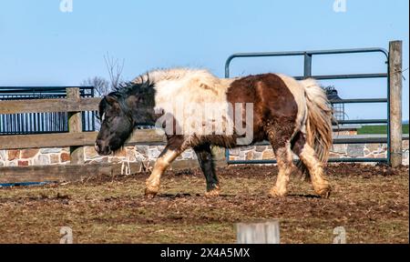 Un cheval brun et blanc marche dans un champ. Le cheval est entouré d'une clôture et il est dans un environnement paisible Banque D'Images