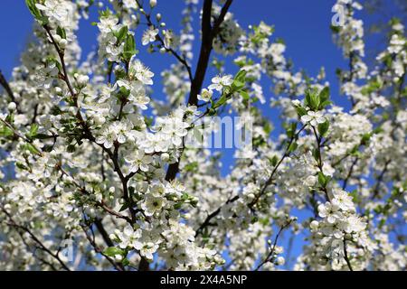 Fleur de cerisier dans le jardin de printemps sur fond de ciel bleu. Fleurs blanches et jeunes feuilles vertes sur une branche Banque D'Images