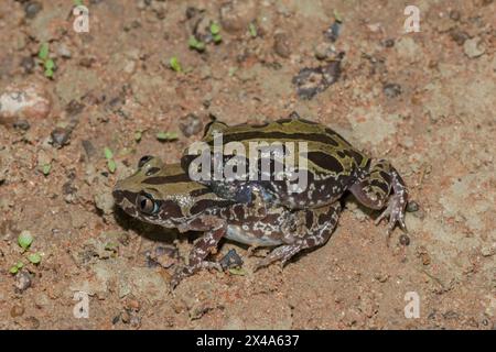 Kassina bouillonnante, également connue sous le nom de grenouille rampante du Sénégal (Kassina senegalensis) Banque D'Images