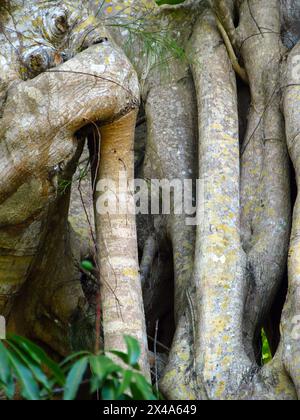 Détails du tronc complexe d'un vieux Ficus ou banyan avec lichens jaunes. Banque D'Images