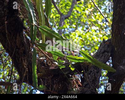 Reine de la nuit cactus poussant sur un arbre tropical (Selenicereus grandiflorus). Banque D'Images