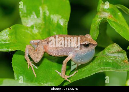 Mignon squeaker de brousse (Arthroleptis wahlbergii) dans la nature Banque D'Images