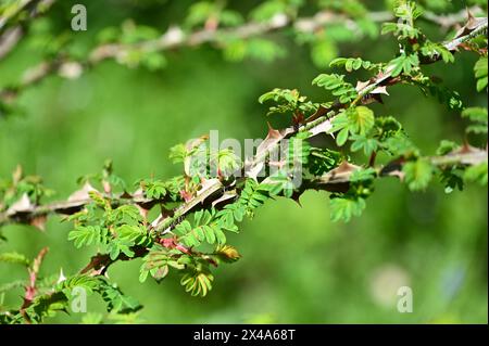 Les grandes épines ou épines et la nouvelle croissance printanière sur les tiges de l'épine rose Rosa sericea omeiensis pteracantha dans le jardin britannique avril Banque D'Images