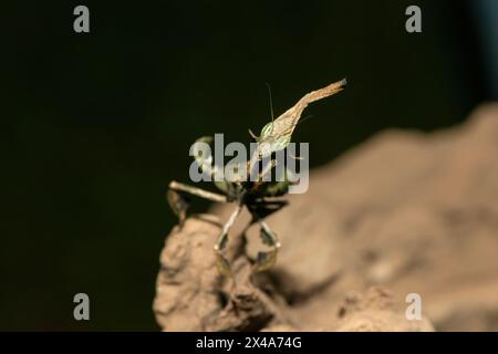 La mante fantôme (Phyllocrania paradoxa) présente un camouflage en forme de feuille Banque D'Images