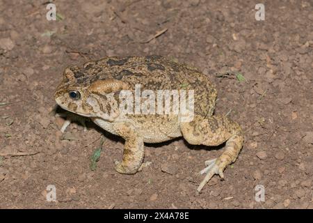 Un beau crapaud guttural adulte (Amietophrynus gutturalis) Banque D'Images