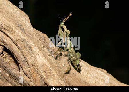 La mante fantôme (Phyllocrania paradoxa) présente un camouflage en forme de feuille Banque D'Images