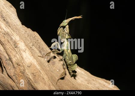 La mante fantôme (Phyllocrania paradoxa) présente un camouflage en forme de feuille Banque D'Images