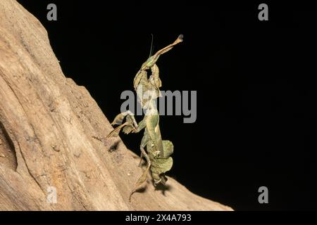 La mante fantôme (Phyllocrania paradoxa) présente un camouflage en forme de feuille Banque D'Images