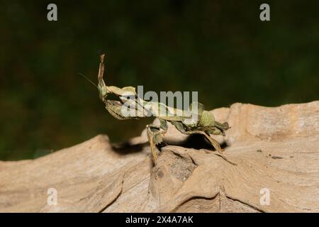 La mante fantôme (Phyllocrania paradoxa) présente un camouflage en forme de feuille Banque D'Images