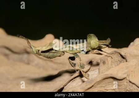 La mante fantôme (Phyllocrania paradoxa) présente un camouflage en forme de feuille Banque D'Images