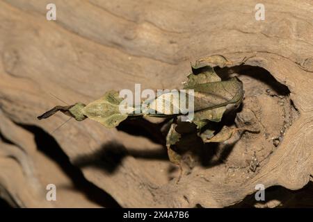 La mante fantôme (Phyllocrania paradoxa) présente un camouflage en forme de feuille Banque D'Images