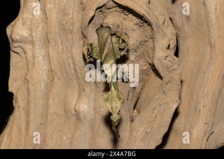 La mante fantôme (Phyllocrania paradoxa) présente un camouflage en forme de feuille Banque D'Images