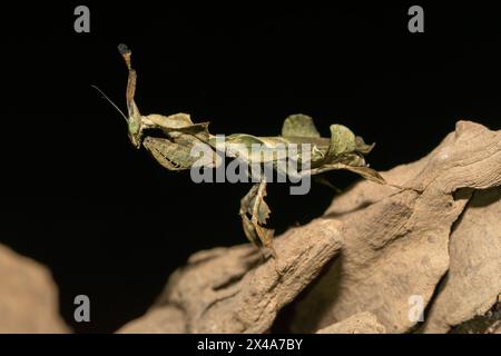 La mante fantôme (Phyllocrania paradoxa) présente un camouflage en forme de feuille Banque D'Images