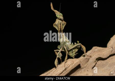 La mante fantôme (Phyllocrania paradoxa) présente un camouflage en forme de feuille Banque D'Images