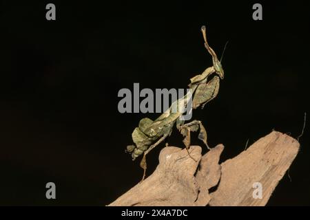 La mante fantôme (Phyllocrania paradoxa) présente un camouflage en forme de feuille Banque D'Images