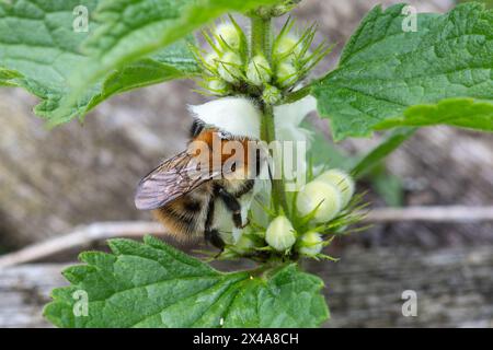 Abeille cardée commune (Bombus pascuorum) se nourrissant de nectar sur une fleur sauvage blanche d'ortie morte, Angleterre, Royaume-Uni Banque D'Images