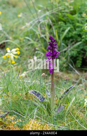 Orchidée pourpre précoce (Orchis mascula) montrant des feuilles tachetées fleurissant en avril ou au printemps sur les prairies de craie à Noar Hill, Hampshire, Angleterre, Royaume-Uni Banque D'Images