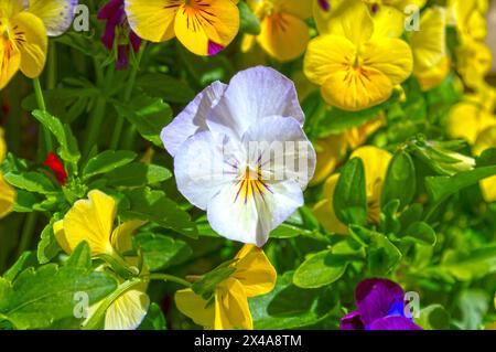 Fleurs de pensées dans le jardin au printemps Banque D'Images