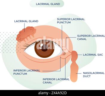 Anatomie de l'oeil - glande lacrymale - illustration stock en tant que fichier EPS 10 Illustration de Vecteur