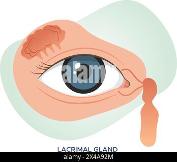 Anatomie de l'oeil - glande lacrymale - illustration stock en tant que fichier EPS 10 Illustration de Vecteur