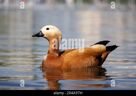 Bercanard (Tadorna ferruginea) nageant dans l'eau. Canard rouge mâle sur la côte d'un lac Banque D'Images