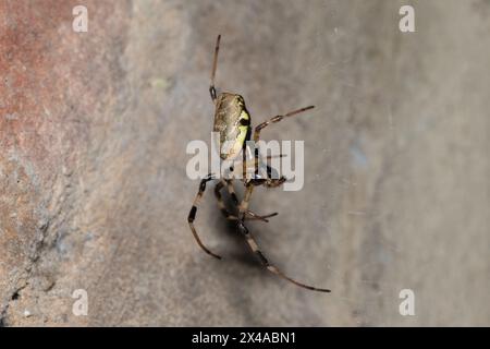 Une belle araignée ermite africaine (Nephilingis cruentata) sur sa toile par une chaude soirée d'été Banque D'Images