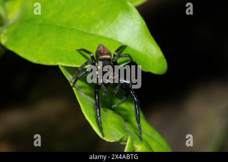 Gros plan d'une adorable araignée sauteuse africaine (Thyenula sp) en quête de nourriture pendant une chaude soirée d'été Banque D'Images