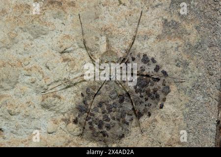 Une magnifique araignée à écorce longue filée (Hersilia sp) assise sur son nid Banque D'Images