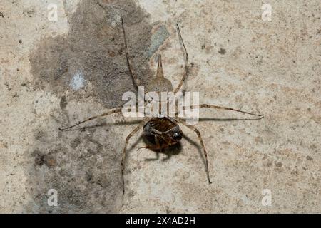 Une magnifique araignée à écorce longue filée (Hersilia sp) mangeant son repas Banque D'Images
