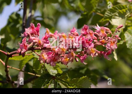 Châtaignier rouge. Les inflorescences colorées d'un arbre appelé châtaignier, l'une de ses variétés ornementales, sont généralement plantées dans les rues de la ville. Magnifique R Banque D'Images