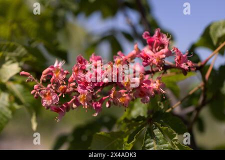 Châtaignier rouge. Les inflorescences colorées d'un arbre appelé châtaignier, l'une de ses variétés ornementales, sont généralement plantées dans les rues de la ville. Magnifique R Banque D'Images