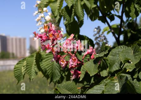 Châtaignier rouge. Les inflorescences colorées d'un arbre appelé châtaignier, l'une de ses variétés ornementales, sont généralement plantées dans les rues de la ville. Magnifique R Banque D'Images