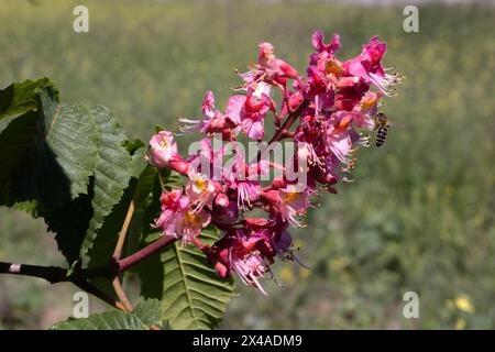 Châtaignier rouge. Les inflorescences colorées d'un arbre appelé châtaignier, l'une de ses variétés ornementales, sont généralement plantées dans les rues de la ville. Magnifique R Banque D'Images