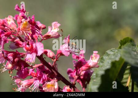 Châtaignier rouge. Les inflorescences colorées d'un arbre appelé châtaignier, l'une de ses variétés ornementales, sont généralement plantées dans les rues de la ville. Magnifique R Banque D'Images