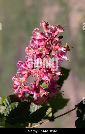 Châtaignier rouge. Les inflorescences colorées d'un arbre appelé châtaignier, l'une de ses variétés ornementales, sont généralement plantées dans les rues de la ville. Magnifique R Banque D'Images