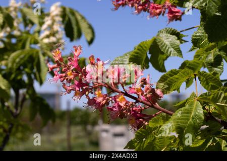 Châtaignier rouge. Les inflorescences colorées d'un arbre appelé châtaignier, l'une de ses variétés ornementales, sont généralement plantées dans les rues de la ville. Magnifique R Banque D'Images