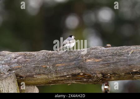 Motacilla alba famille Motacillidae genre Motacilla queue de cheval blanche sur la clôture photographie d'oiseaux de nature sauvage, image, papier peint Banque D'Images