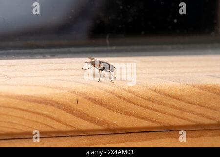 Musca autumnalis genre Musca famille Muscidae visage mouche sauvage nature photographie d'insectes, image, papier peint Banque D'Images