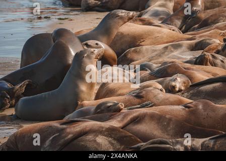 Lions de mer se prélassant sur une plage de sable, blottis ensemble, une tête levée. Région côtière. Banque D'Images