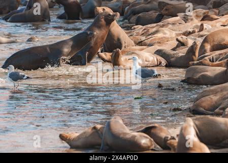 Lions de mer et mouettes sur le rivage sablonneux, scène de la faune côtière Banque D'Images