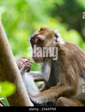 Une famille de singes jouant dans les arbres Banque D'Images