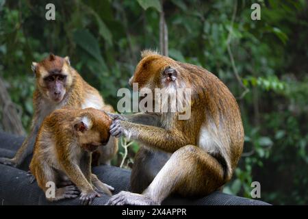 Une famille de singes jouant dans les arbres Banque D'Images