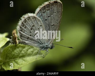 Zizina otis, le petit bleu d'herbe est une espèce de papillon bleu (Lycaenidae) photographié à Karangasem, Bali, Indonésie Banque D'Images