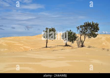 Grandes dunes de sable à Stockton Beach Banque D'Images