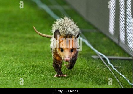 Rio de Janeiro, Brésil. 01 mai 2024. Skunk envahit la pelouse, lors du match entre Flamengo et Amazonas, pour la première étape de la troisième phase de la Coupe du Brésil 2024, au stade Maracana, à Rio de Janeiro le 1er mai. Photo : Marcello Dias/DiaEsportivo/Alamy Live News crédit : DiaEsportivo/Alamy Live News Banque D'Images