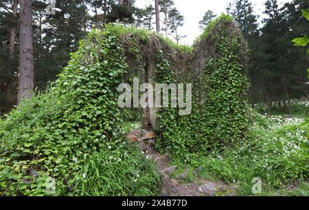 Ruines d'une vieille maison dans une forêt verdoyante, envahie d'herbe, fenêtre vide, puissance de la nature Banque D'Images