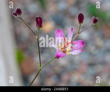 'Taiwan Adbane' lys d'orchidée japonaise, Hårig skugglilja (Tricyrtis hirta) Banque D'Images
