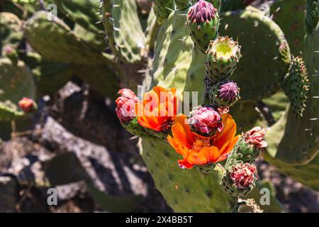 Plusieurs plantes succulentes du désert ont poussé sur le côté d'un ruisseau sauvage. Banque D'Images