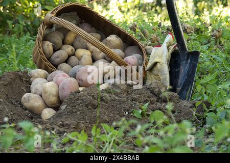 Les pommes de terre récoltées récemment varient en taille et les colliers sont recouverts de terre, près du panier en osier et de la pelle. Thème rustique extérieur Banque D'Images