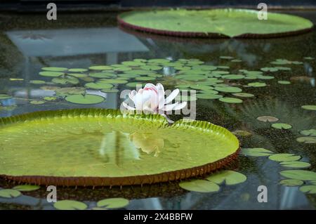 Fleur de lis sur l'eau sur la feuille verte, Amazonie Waternily, Victoria amazonica Banque D'Images